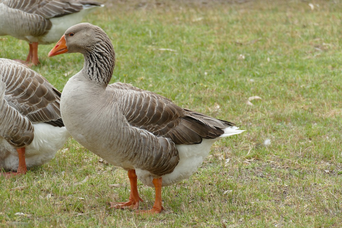 Domestic goose sp. (Domestic type) - John Beckworth