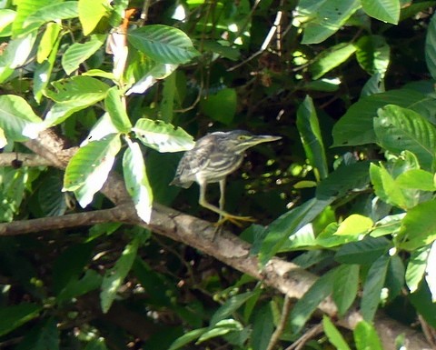 Striated Heron - ML183062401