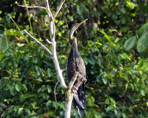 Orient-Schlangenhalsvogel - ML183062431