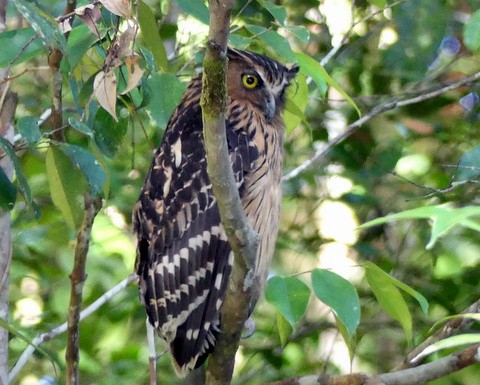 Buffy Fish-Owl - ML183062501