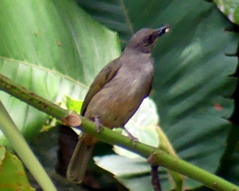 Olive-winged Bulbul - ML183063741