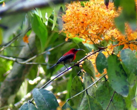 Crimson Sunbird - ML183063821