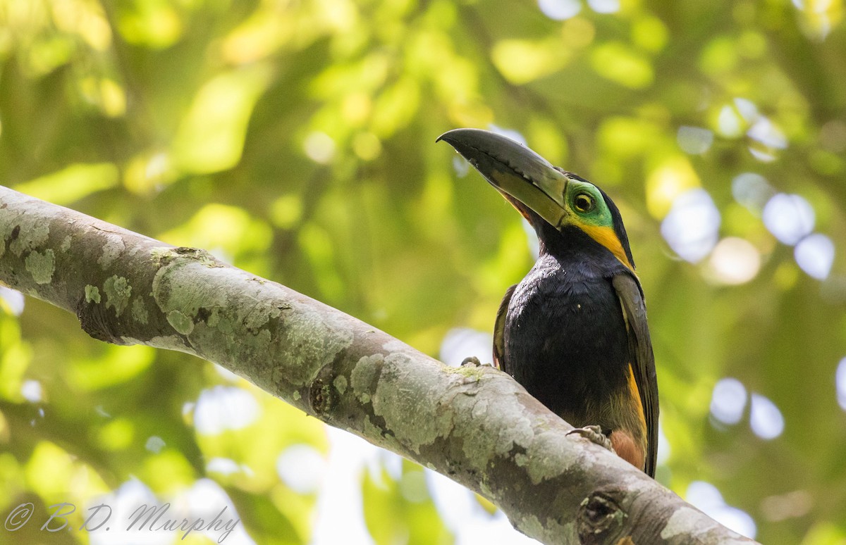 Golden-collared Toucanet - ML183063981