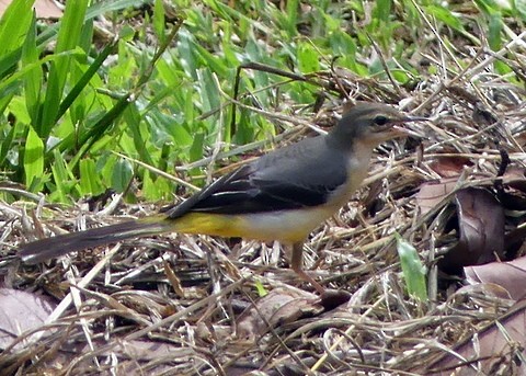 Gray Wagtail - ML183064841