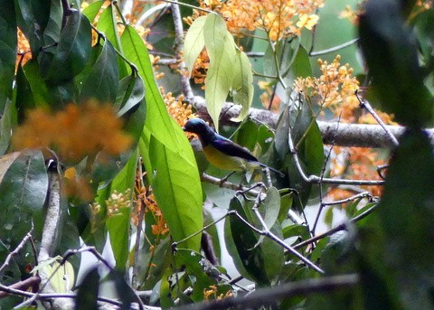 Brown-throated Sunbird - ML183064921