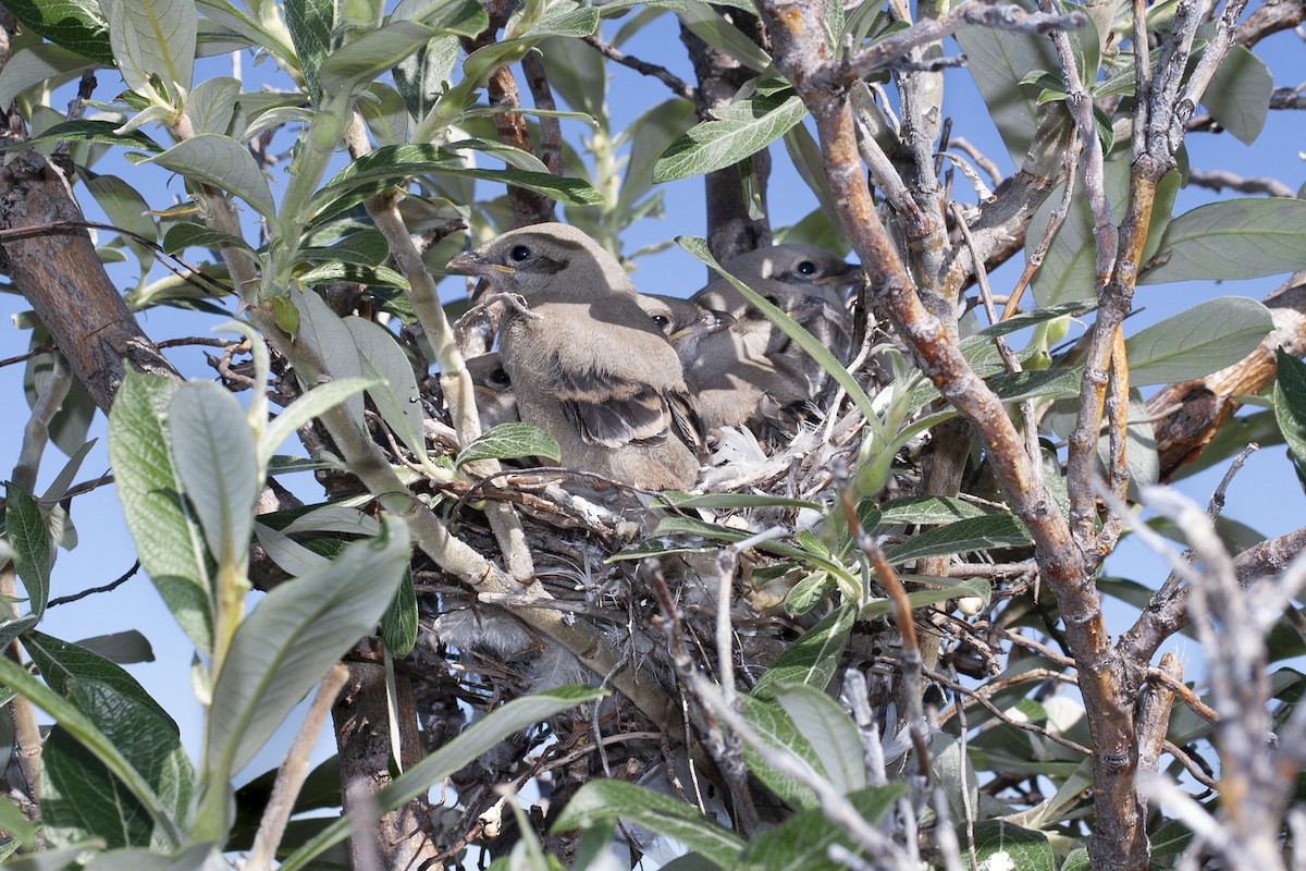 Northern Shrike - Kristof Zyskowski