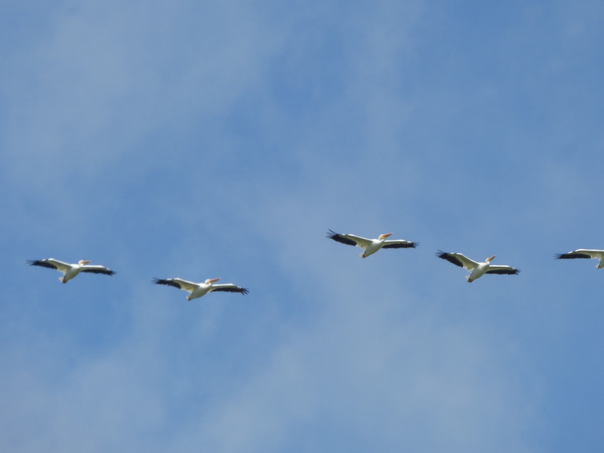 American White Pelican - ML183066011