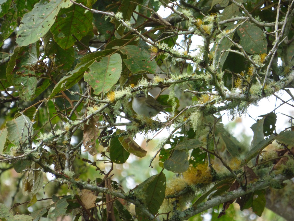 Red-eyed Vireo - ML183066651