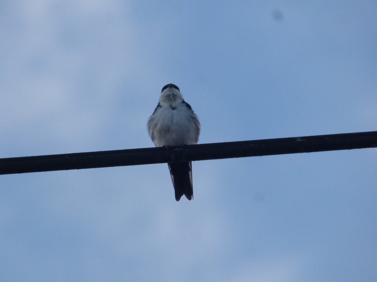 Blue-and-white Swallow - ML183066671