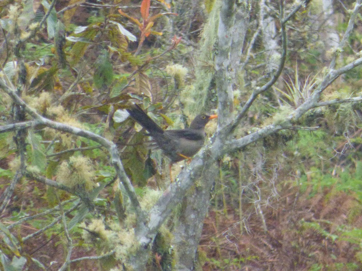 Great Thrush - ML183066741