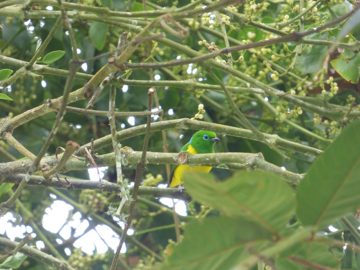 Blue-naped Chlorophonia - ML183066811