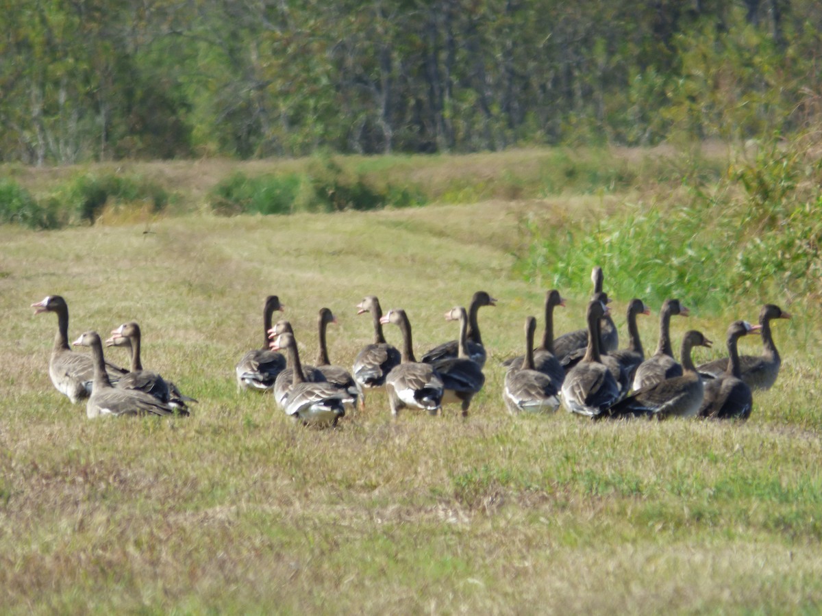 Greater White-fronted Goose - ML183066831