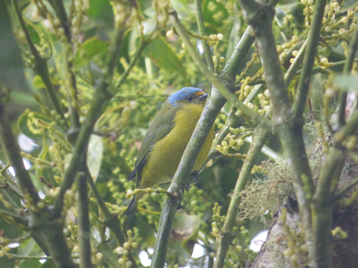 Golden-rumped Euphonia - ML183066841