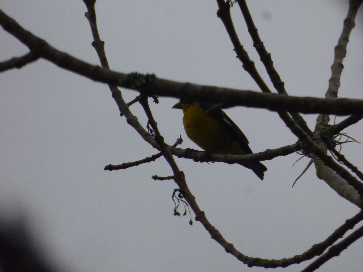 Lesser Goldfinch - ML183066871
