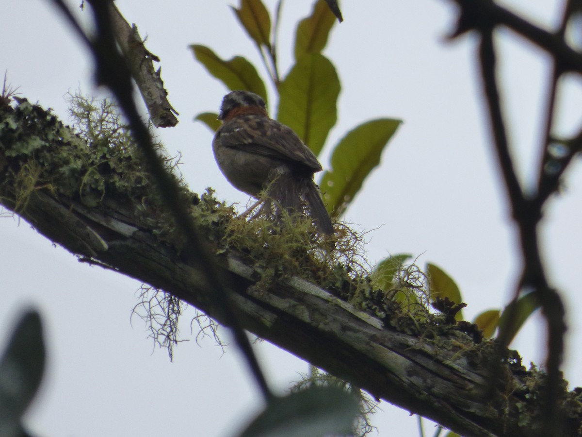 Rufous-collared Sparrow - ML183066911