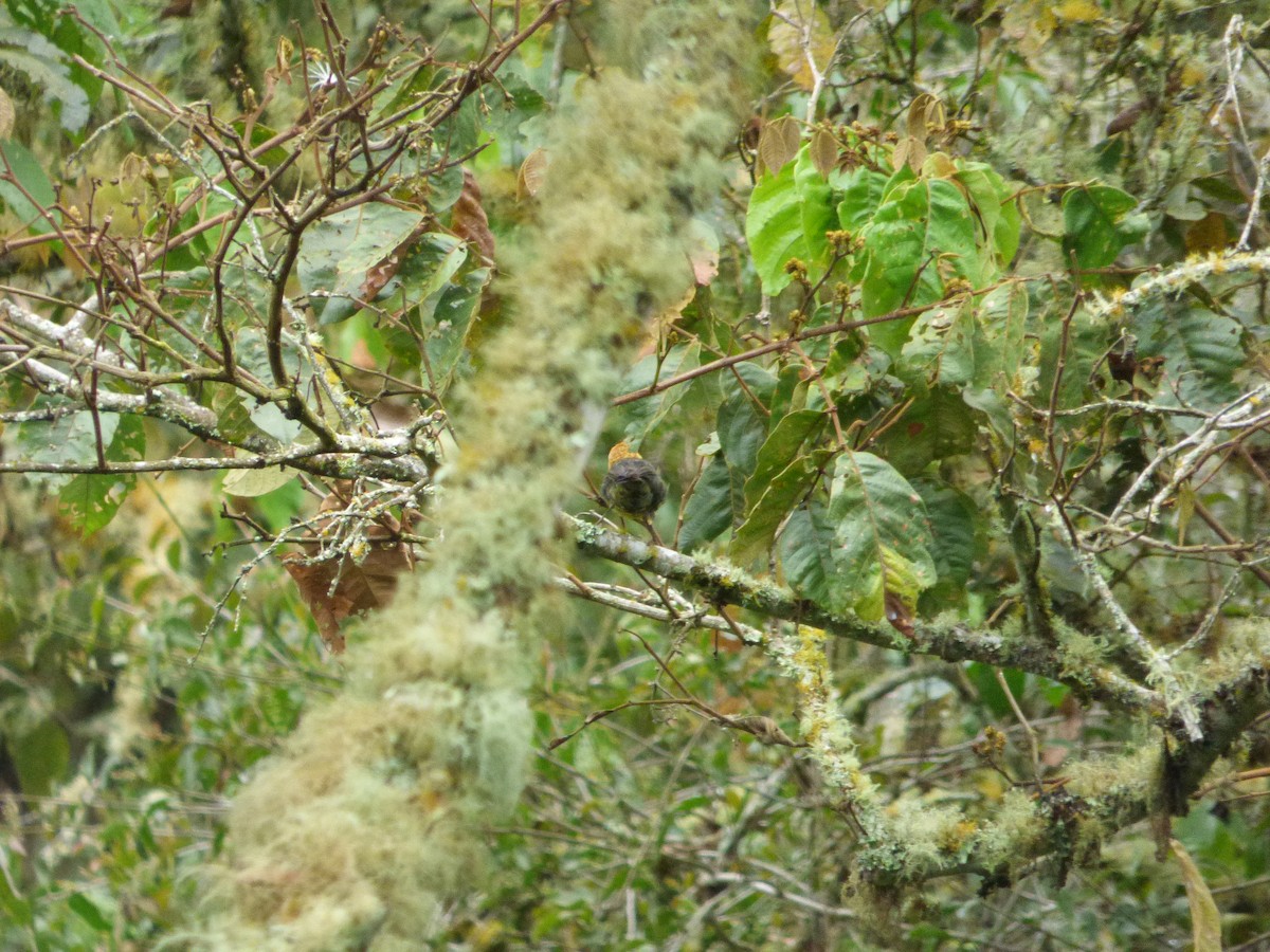 Ochre-breasted Brushfinch - ML183066921
