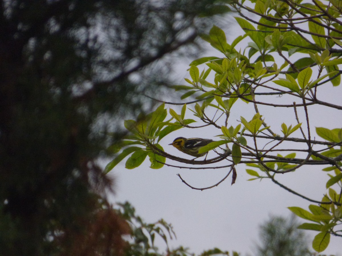 Blackburnian Warbler - ML183067001