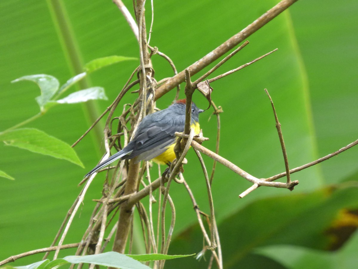 Slate-throated Redstart - ML183067011