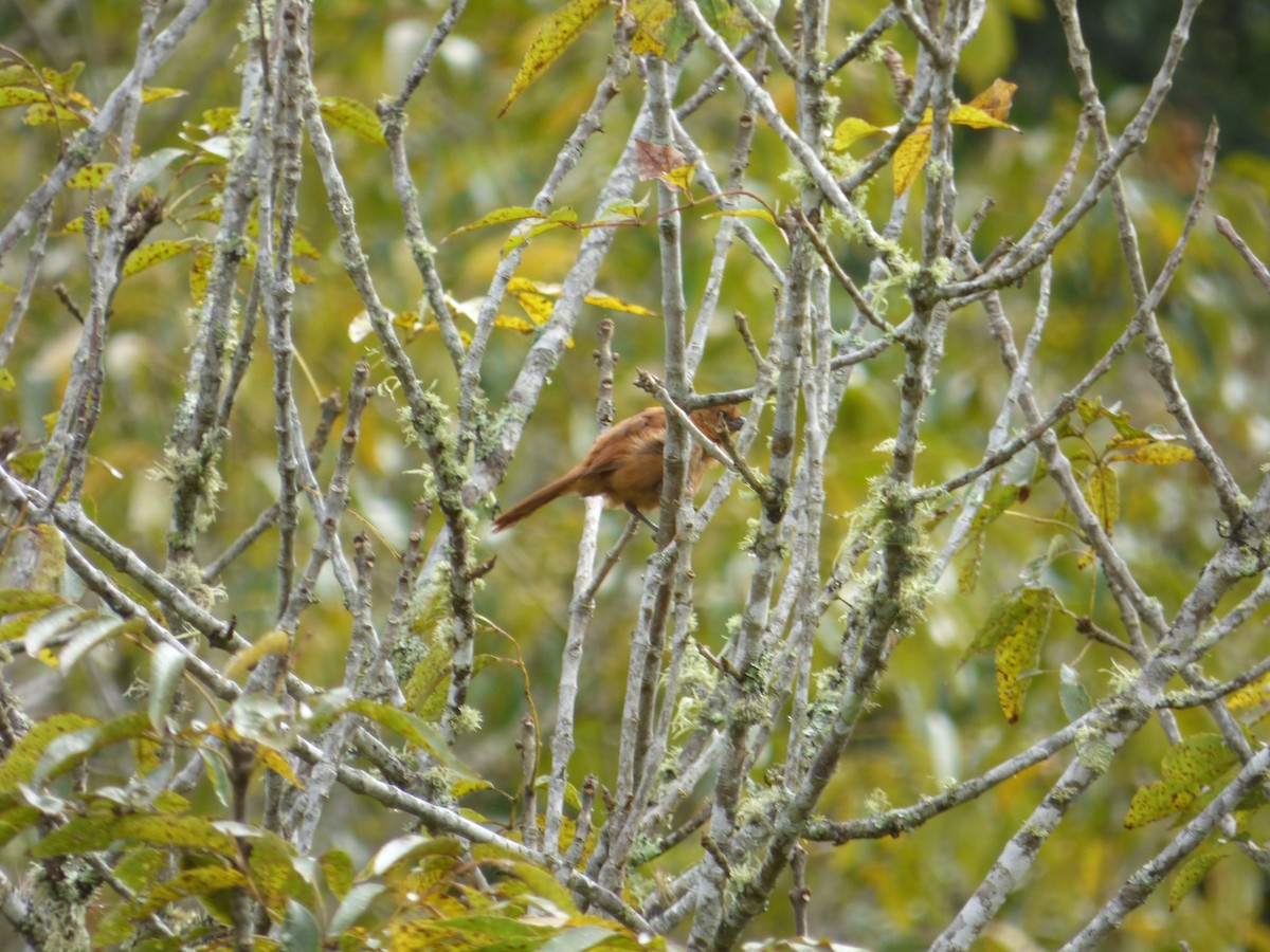 White-lined Tanager - ML183067041