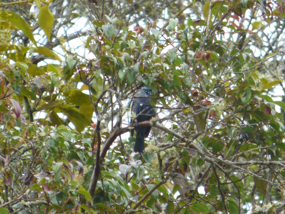 Black-capped Tanager - ML183067071