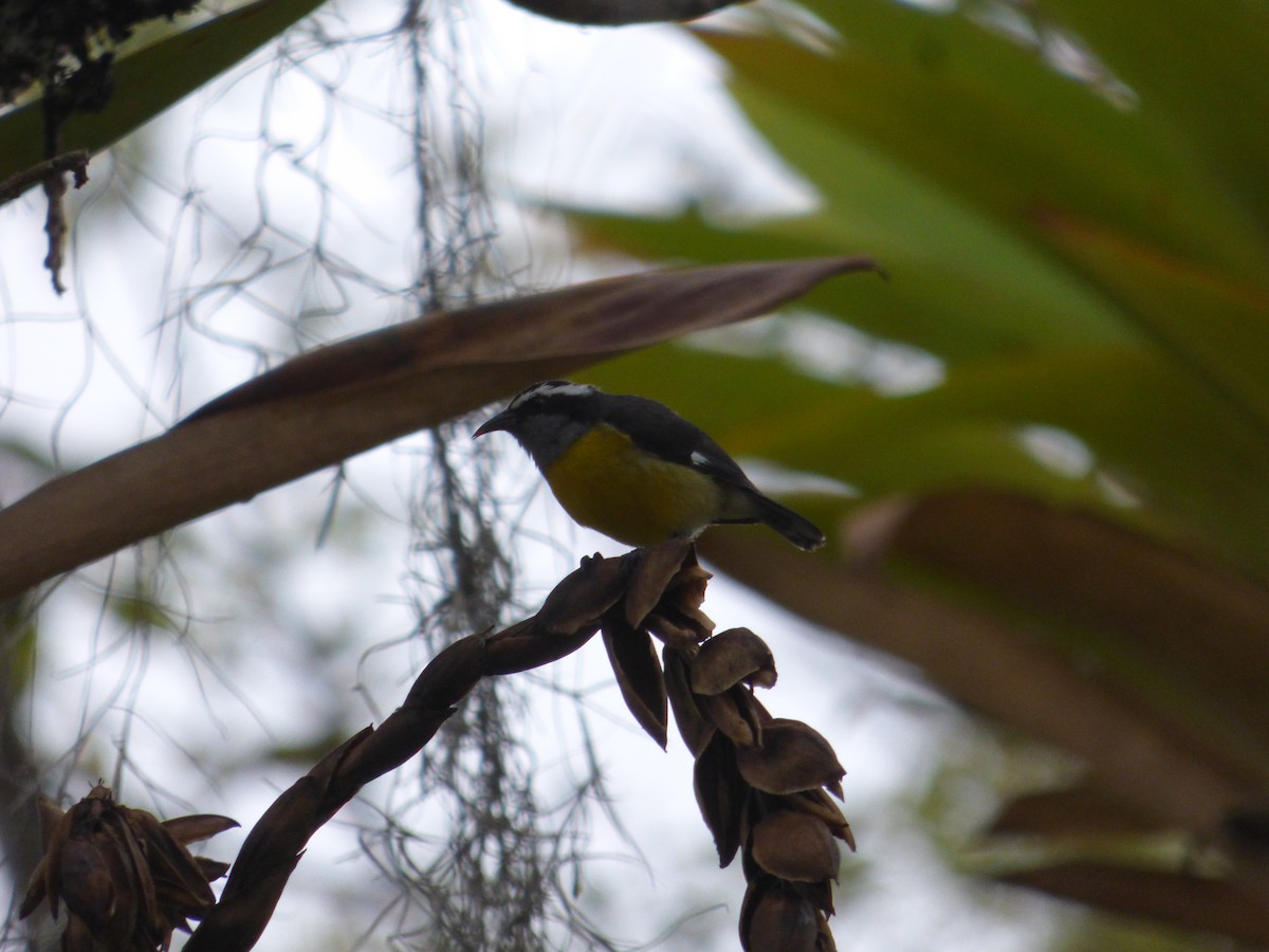 Bananaquit - ML183067121