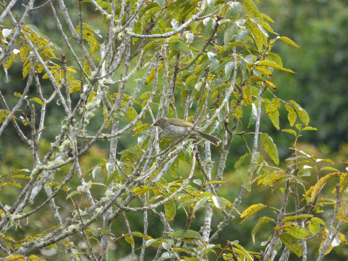 Streaked Saltator - ML183067151