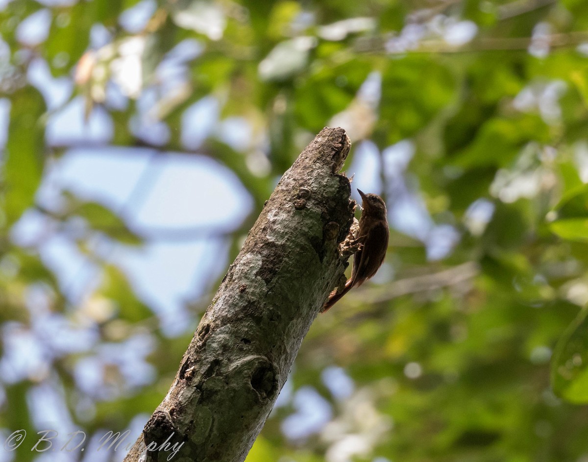 Wedge-billed Woodcreeper - ML183067651