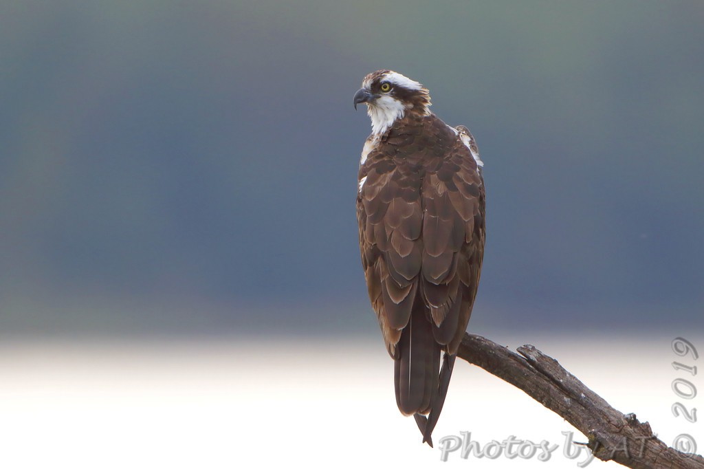 Osprey - ML183067991
