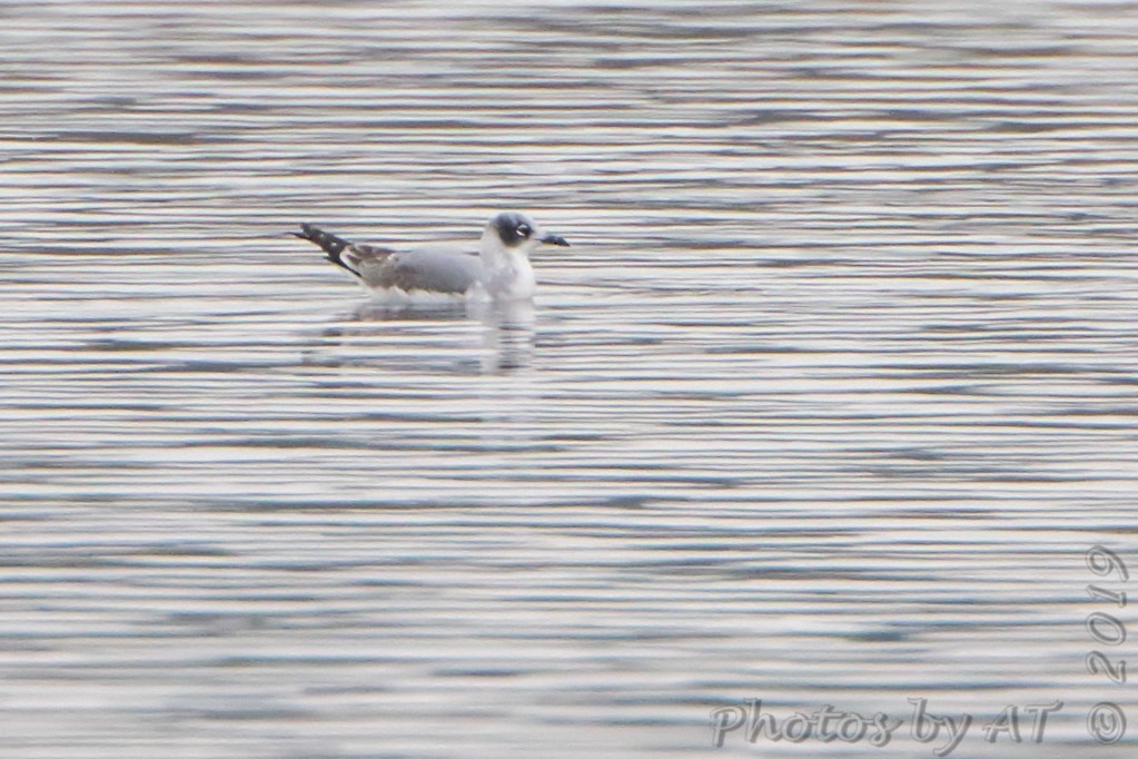 Franklin's Gull - ML183068071