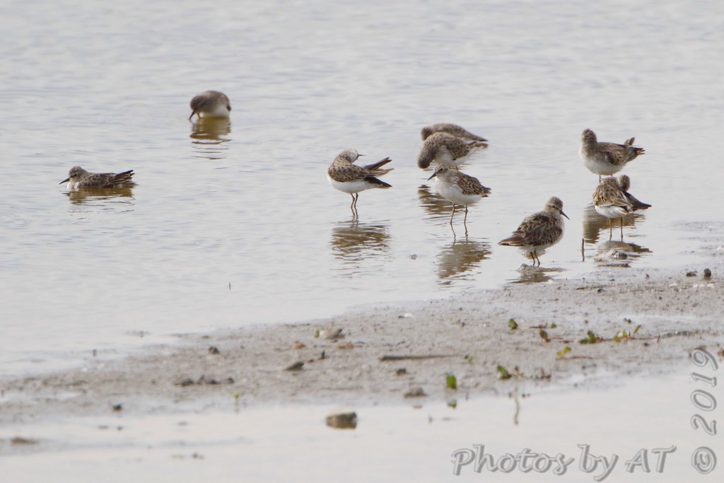 Least Sandpiper - ML183068141