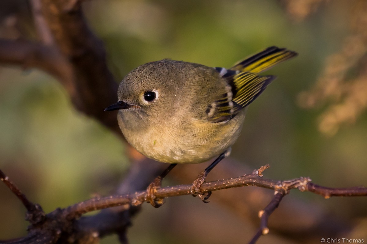 Ruby-crowned Kinglet - ML183068281