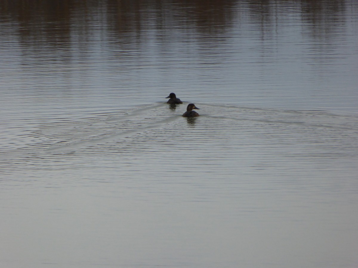 Greater Scaup - ML183068711