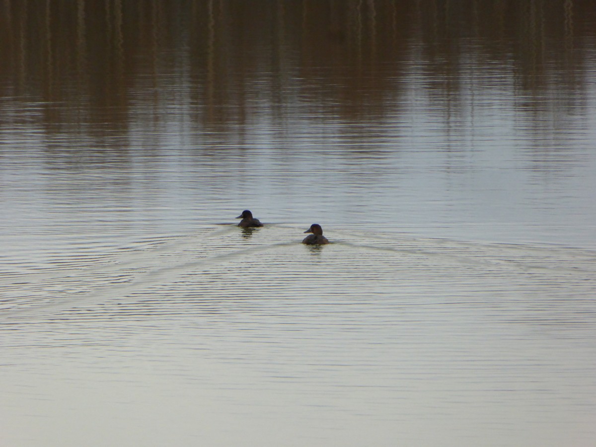 Greater Scaup - ML183068741