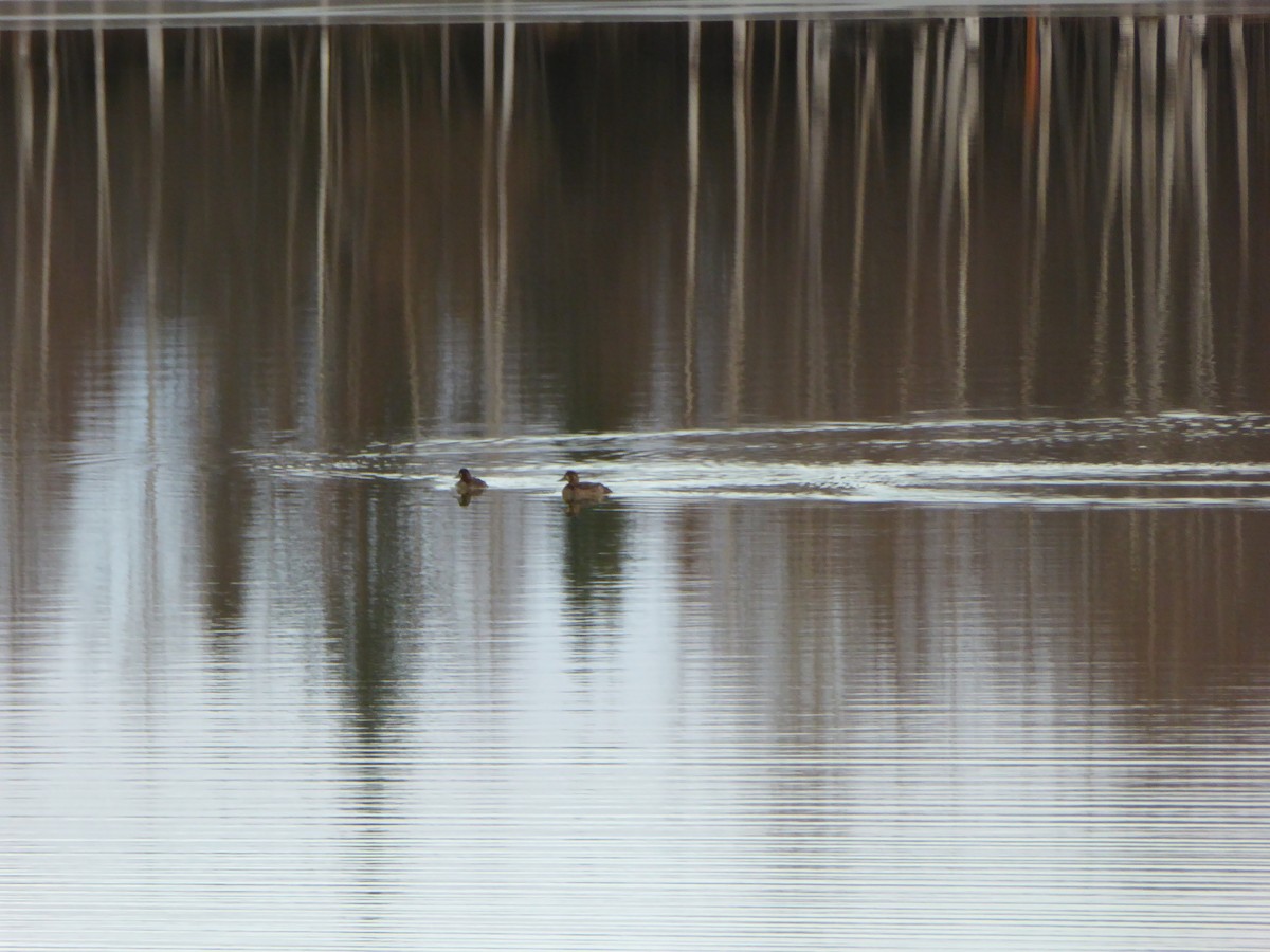 Greater Scaup - ML183069031