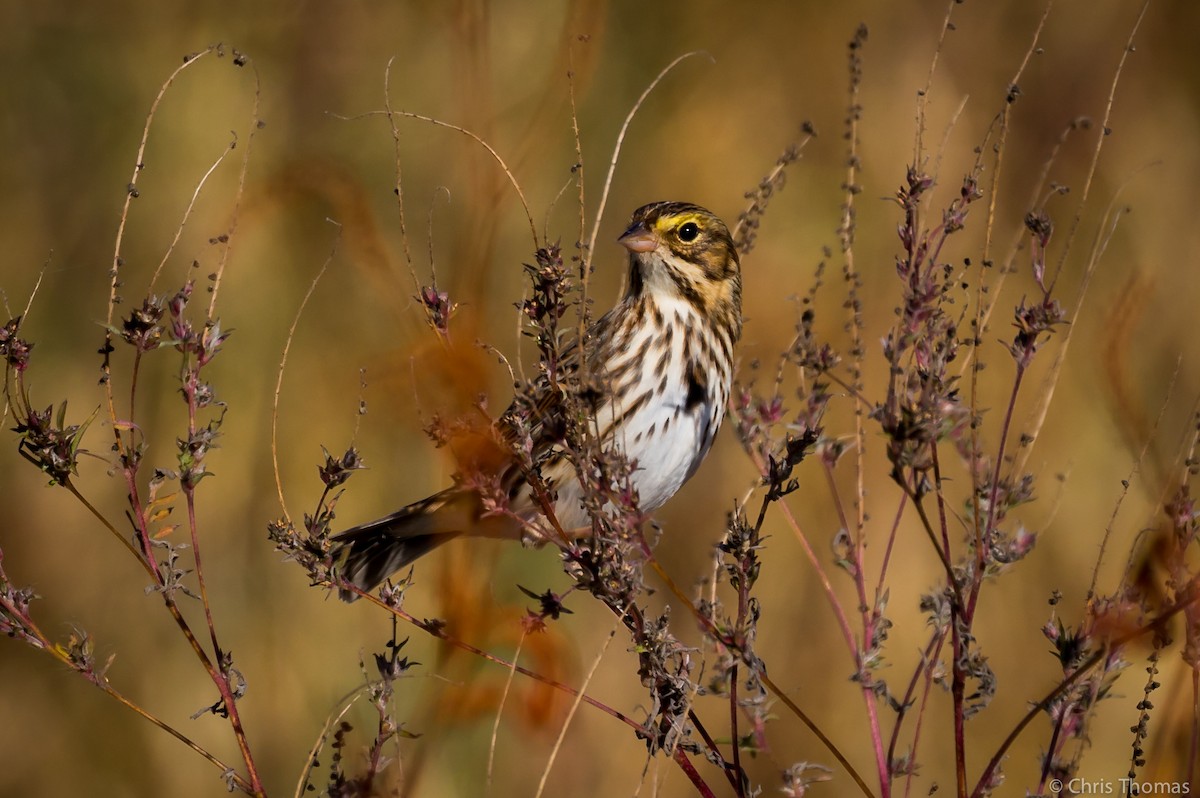 Savannah Sparrow - ML183069091