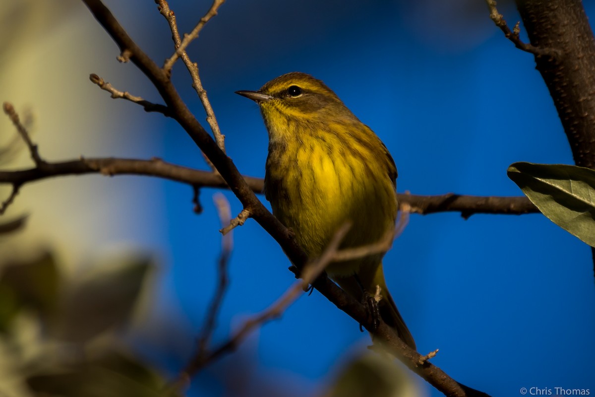 Palm Warbler - ML183069281