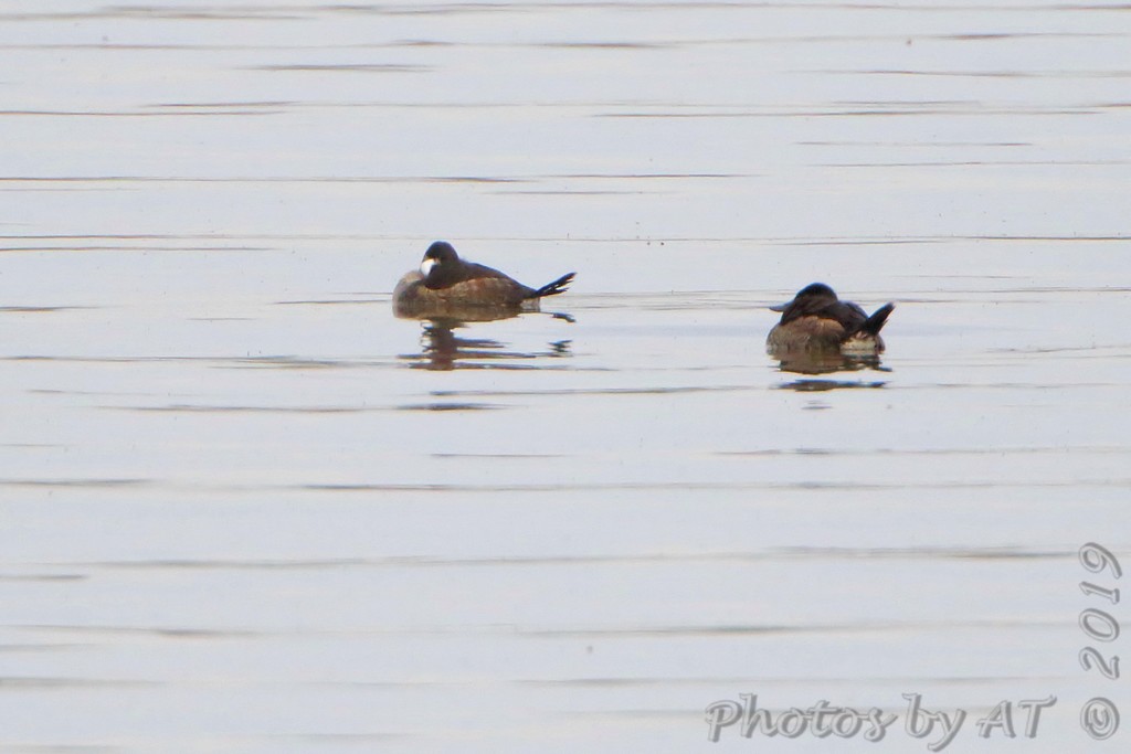 Ruddy Duck - ML183070711