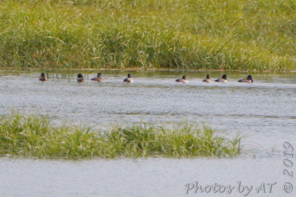 Ring-necked Duck - ML183071211