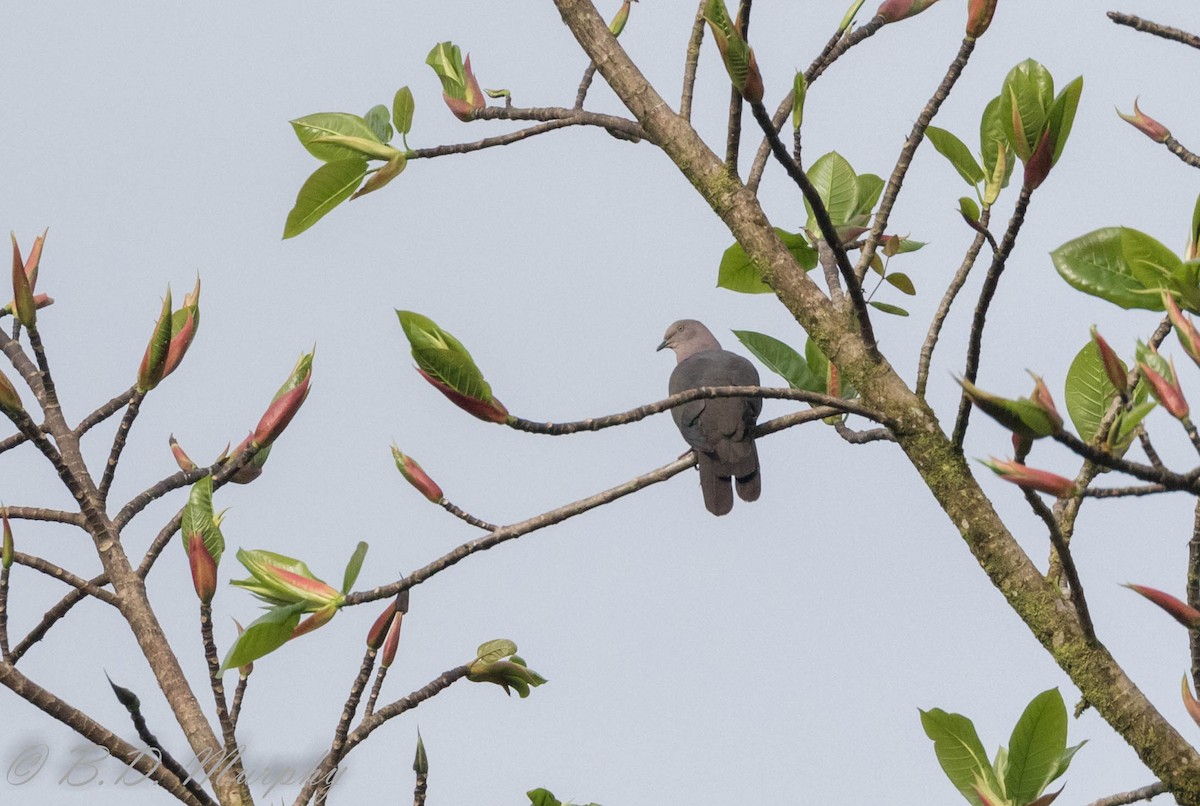 holub šedorůžový - ML183072511