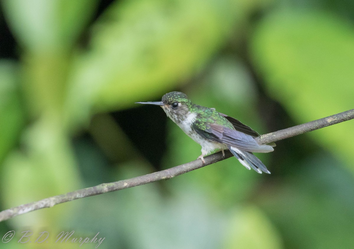 kolibřík ekvádorský - ML183072521