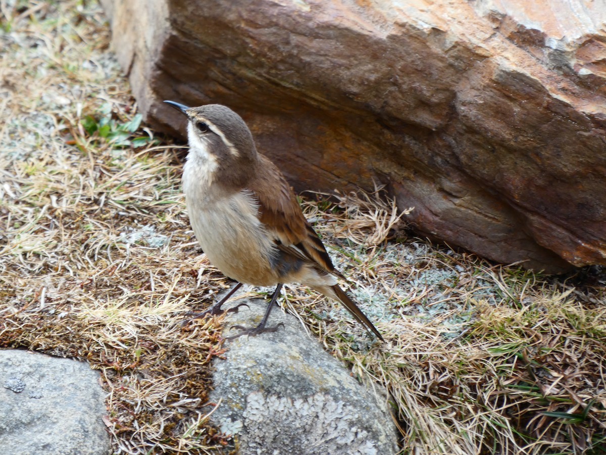 Cream-winged Cinclodes - ML183077101