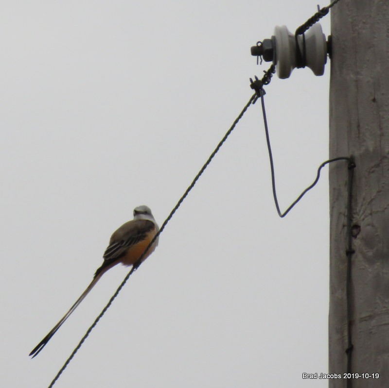 Scissor-tailed Flycatcher - Brad Jacobs