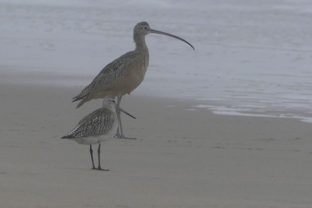 Bar-tailed Godwit - ML183078461