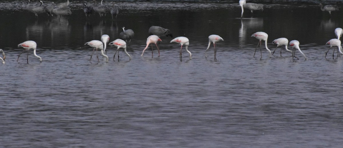 Greater Flamingo - Phyllis Weintraub