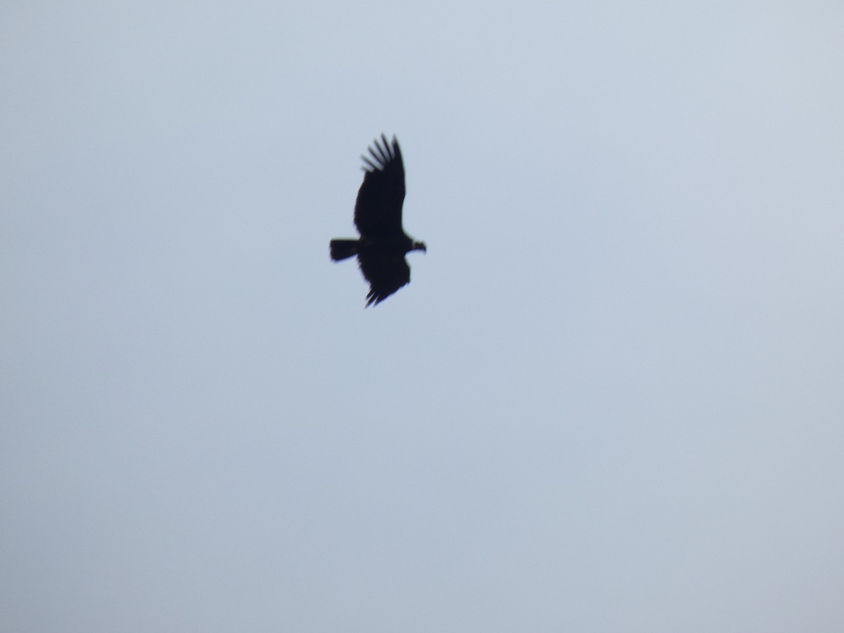 Condor des Andes - ML183078821