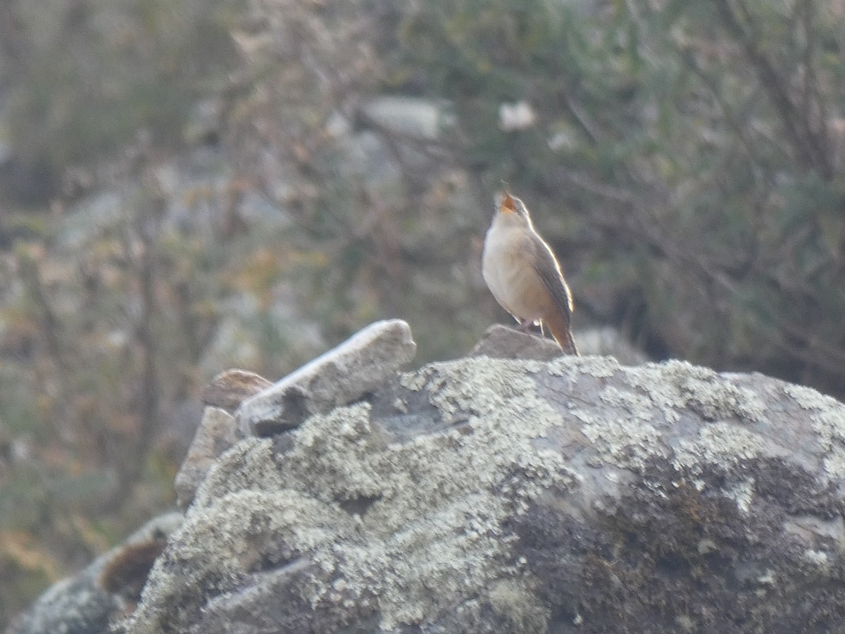 House Wren - Guhan Sundar