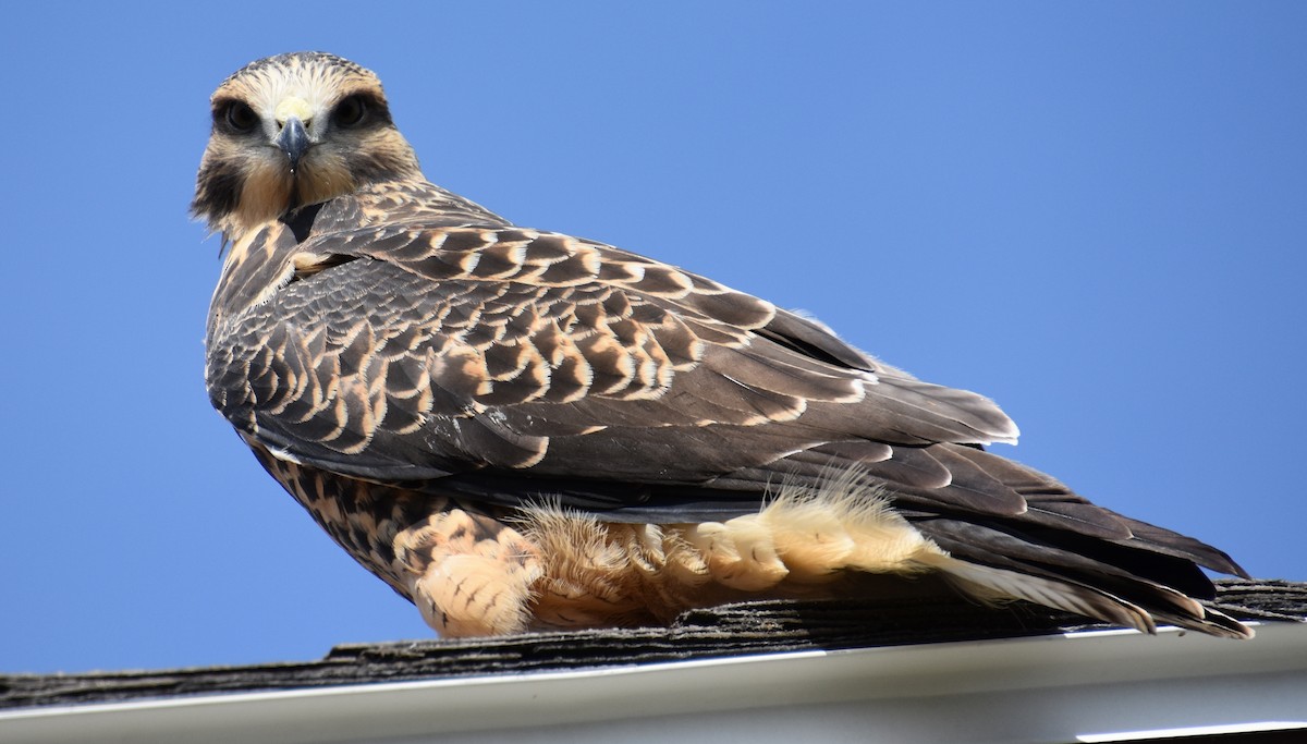 Swainson's Hawk - ML183082481