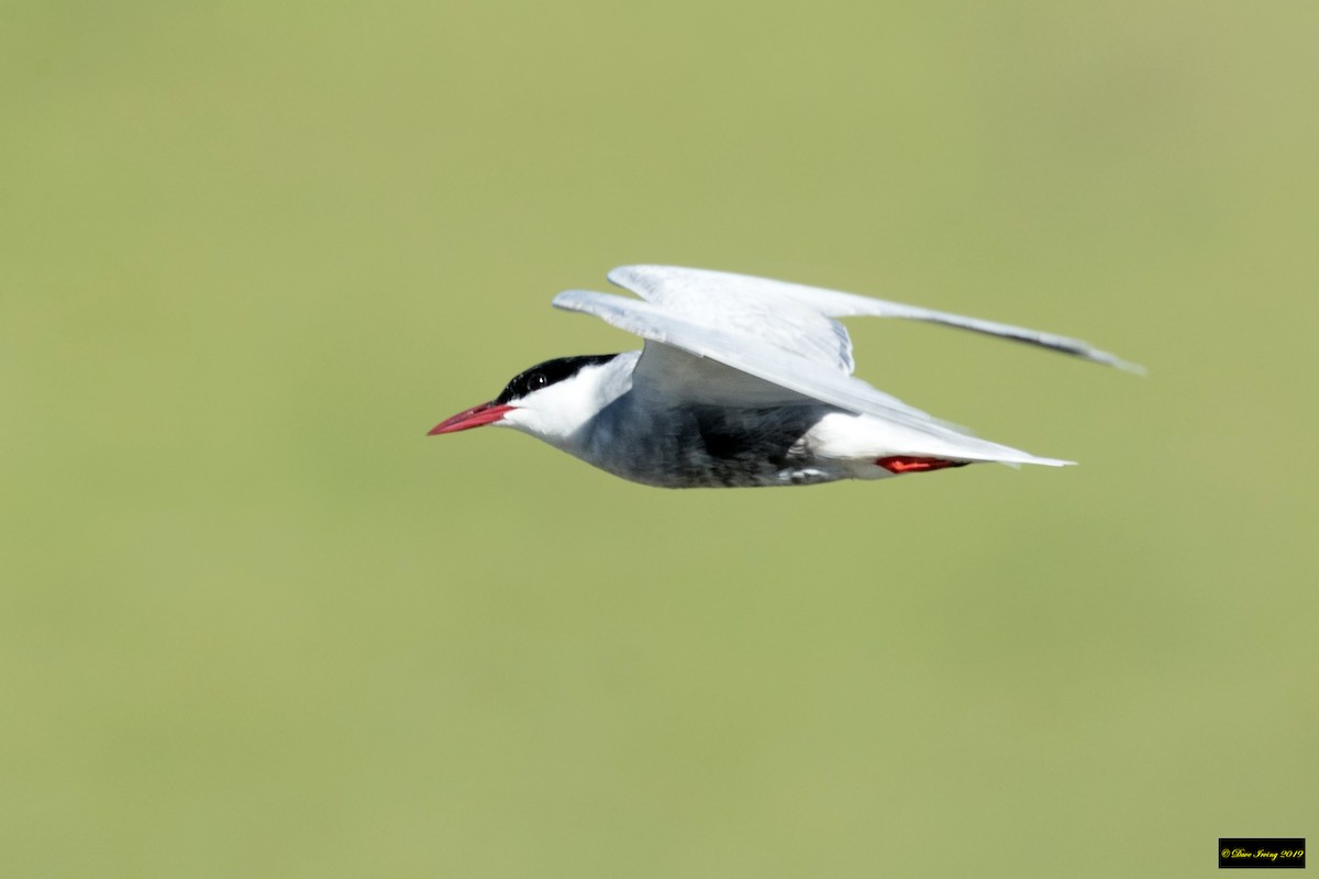 Whiskered Tern - ML183083351