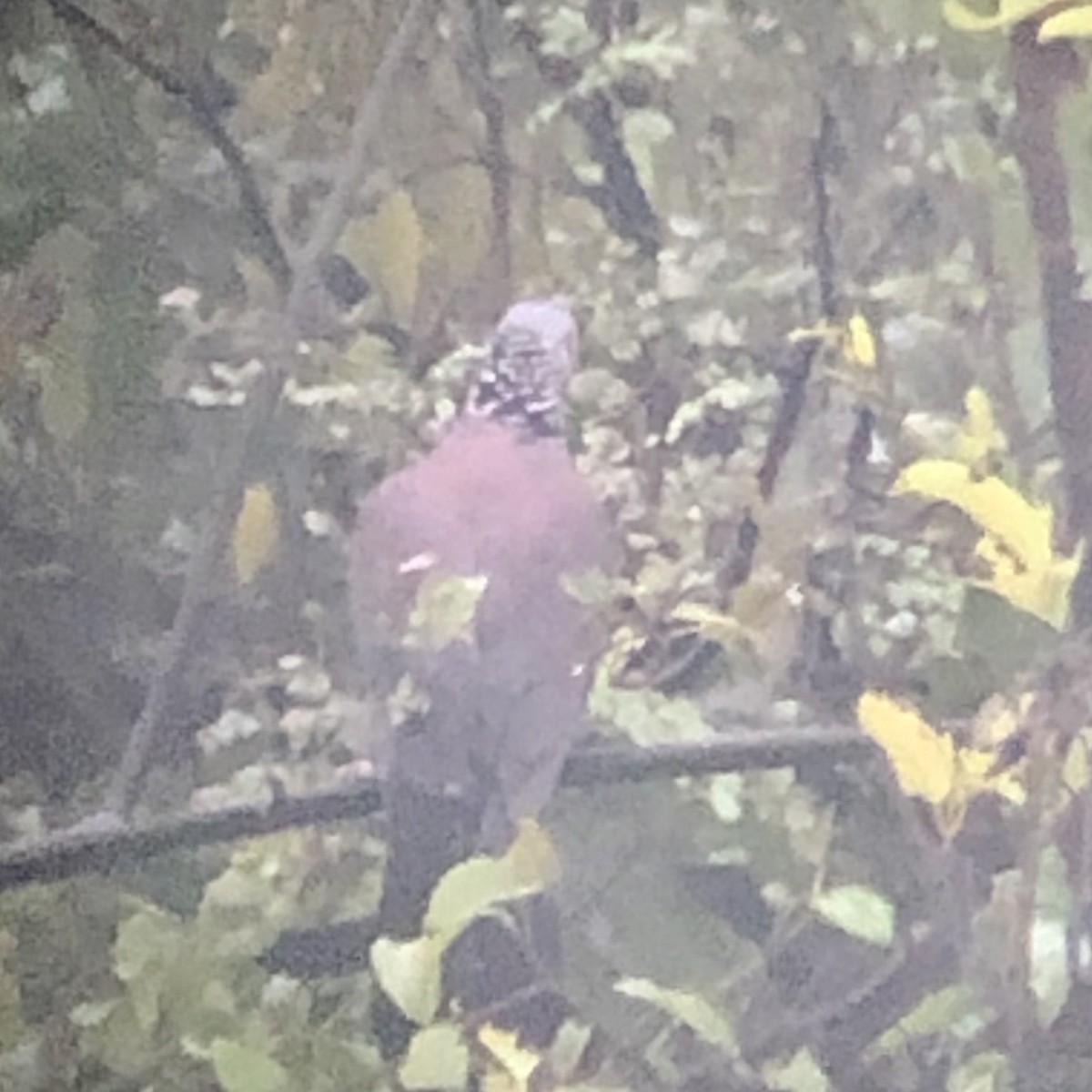 Pigeon d'Elphinstone - ML183085091