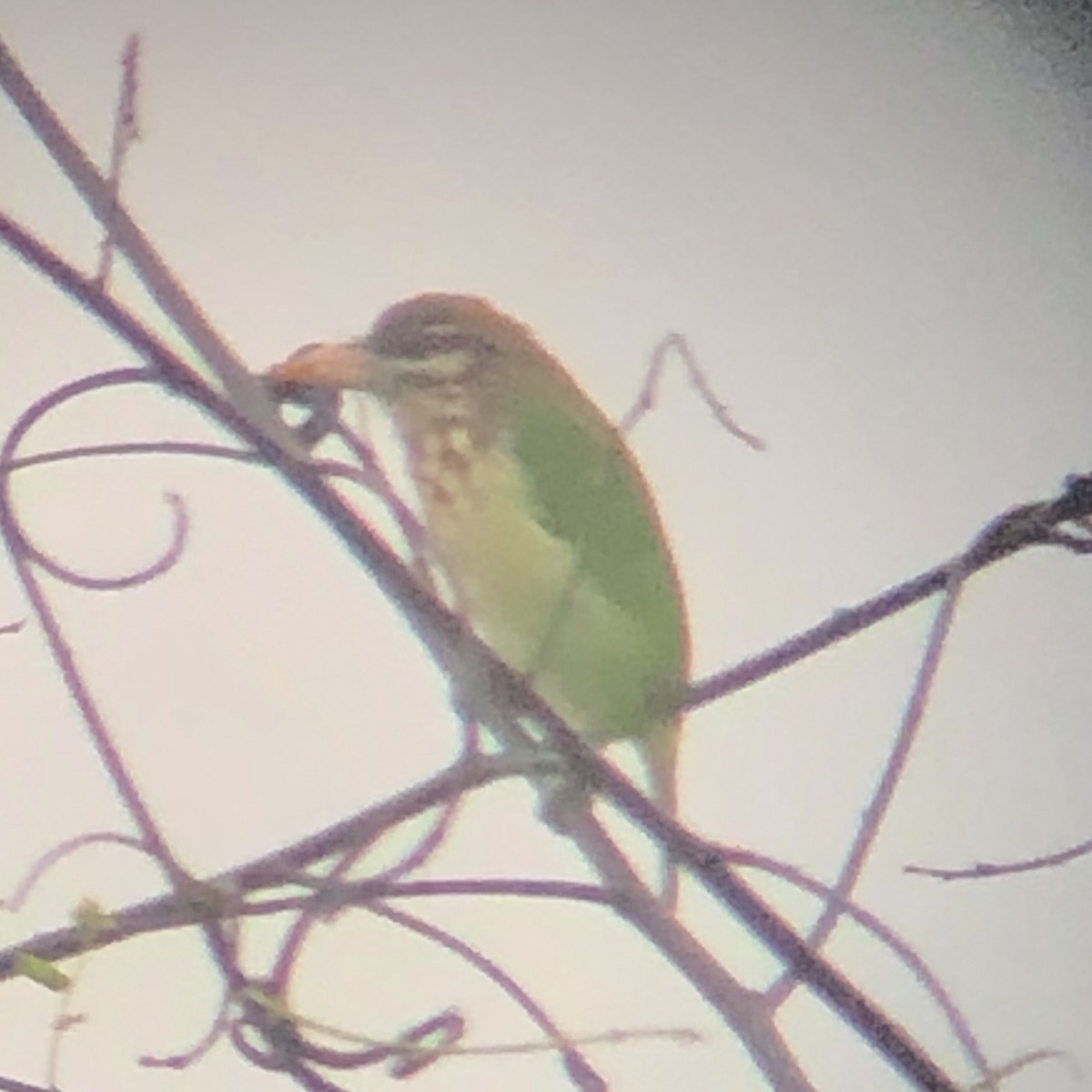 barbet bělolící - ML183085101
